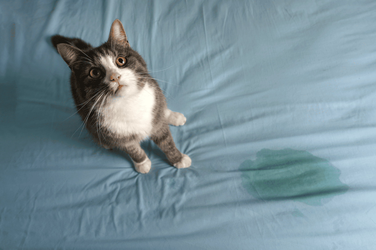 Como tirar cheiro do xixi do gato da casa: passos simples