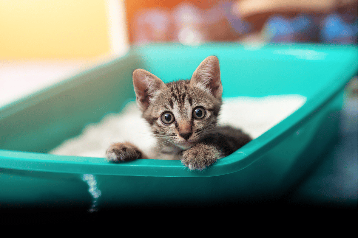 Como limpar a caixa de areia do gato? Descubra agora.