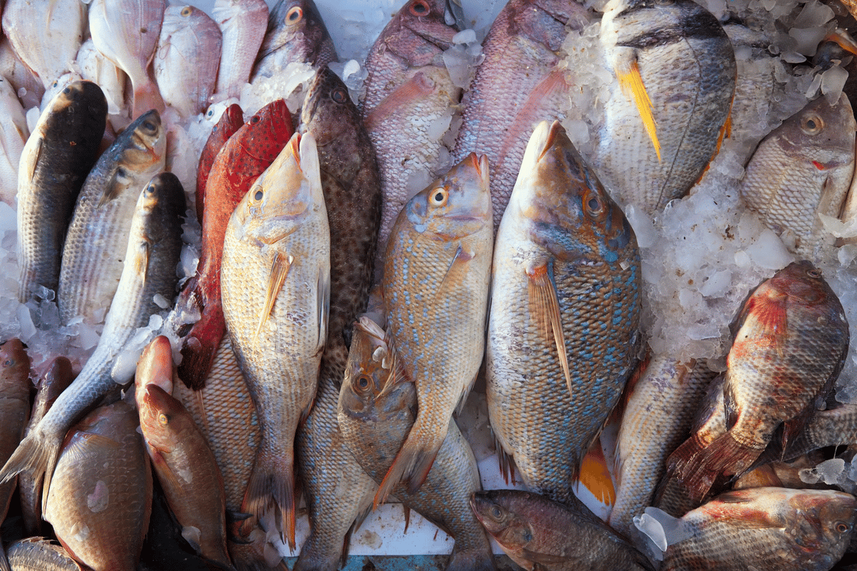 4 dicas de como escolher peixe congelado
