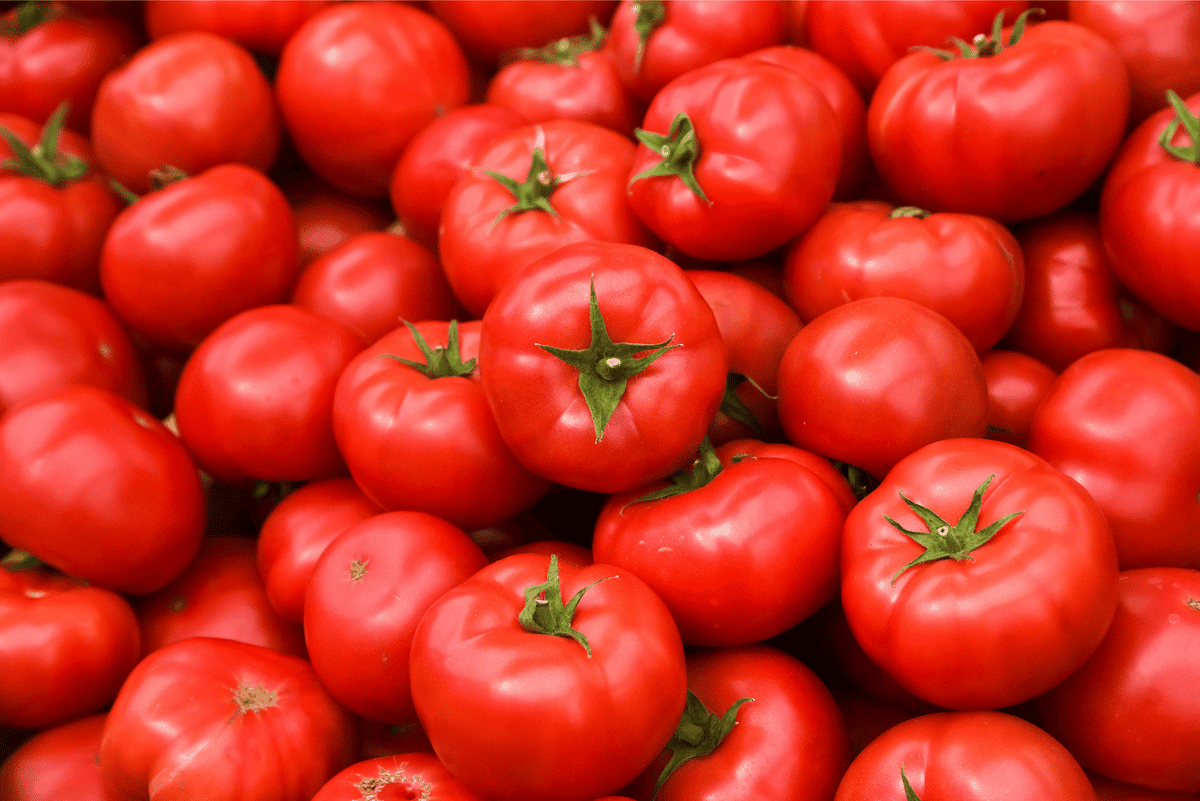 escolher tomate